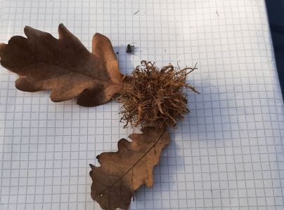 Hrčiarka Andricus caputmedusae