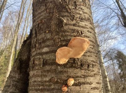 Ohňovec slivkov&yacute;