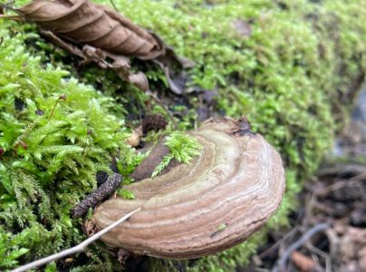 Lesklok&ocirc;rovka ploch&aacute;