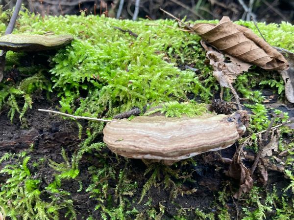 Ganoderma applanatum (= lipsiense)