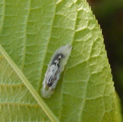 A - nejednoznačne určen&yacute;, nie sme si ist&iacute;