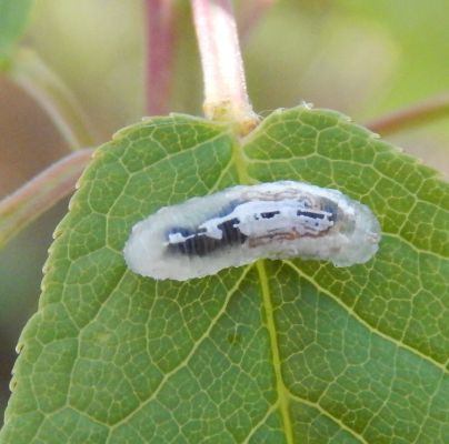 A - nejednoznačne určen&yacute;, nie sme si ist&iacute;