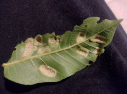 Roztoč Aceria erinea