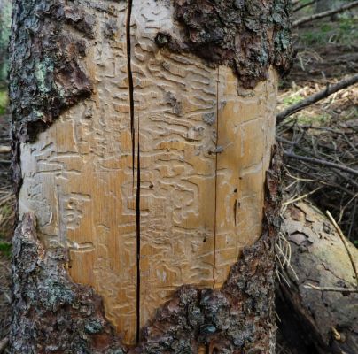 A - nejednoznačne určen&yacute;, nie sme si ist&iacute;