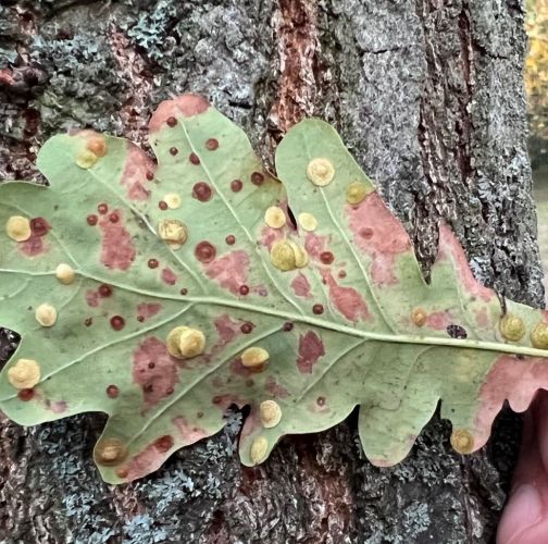 Za zeleň Petržalky