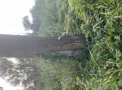 Pr&aacute;chnovec kopytovit&yacute;