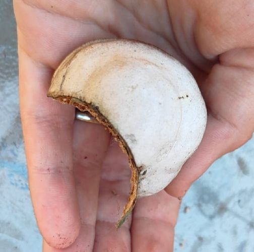 Miroslava Horáková 