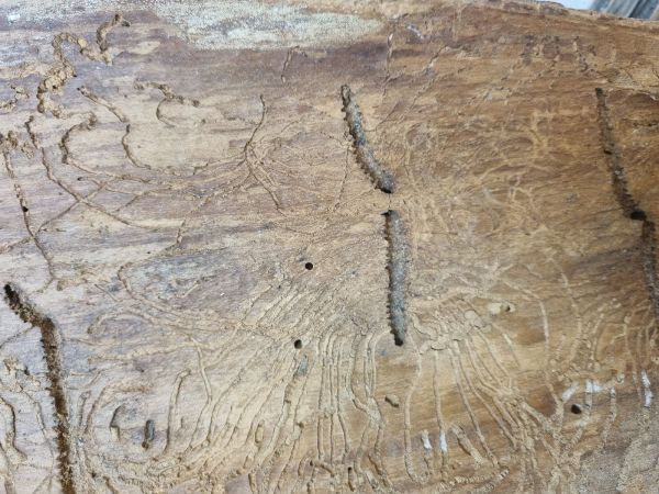 Larch elm bark beetle