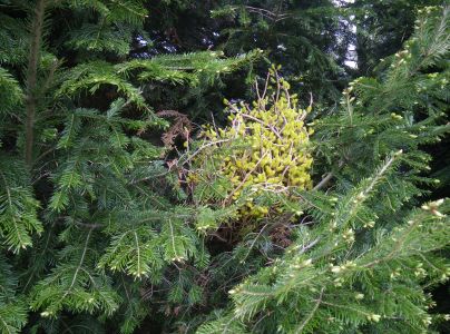 Metlovka jedľov&aacute;