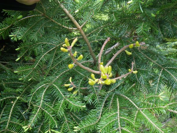 Fir broom rust