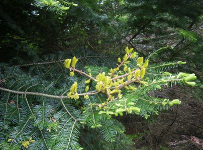 Metlovka jedľov&aacute;