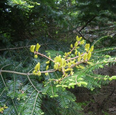 Melampsorella caryophyllacearum