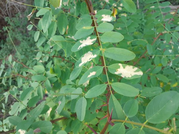 Locust digitate leaf miner