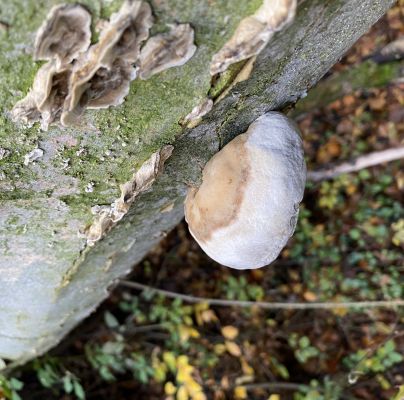 Phellinus robustus 