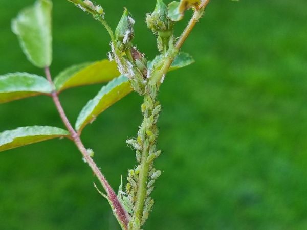 Rose aphid