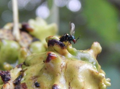 Hrčiarka kalichov&aacute;