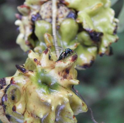 Andricus quercuscalicis