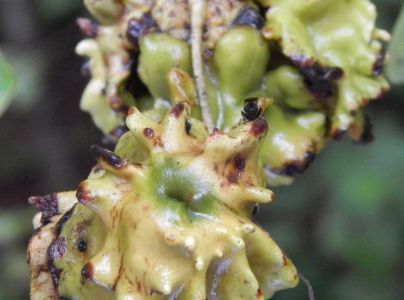 Hrčiarka kalichov&aacute;