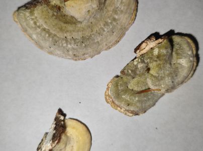 Tr&uacute;dnikovec chlpat&yacute;