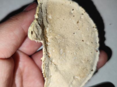 Tr&uacute;dnikovec chlpat&yacute;