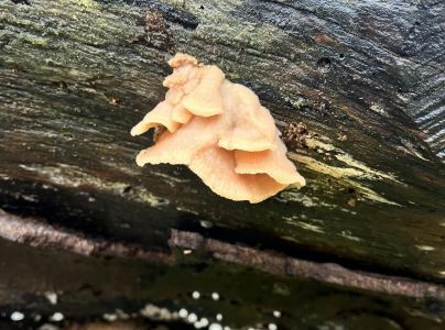 Pevn&iacute;k chlpat&yacute;