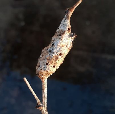 A - nie je v datab&aacute;ze