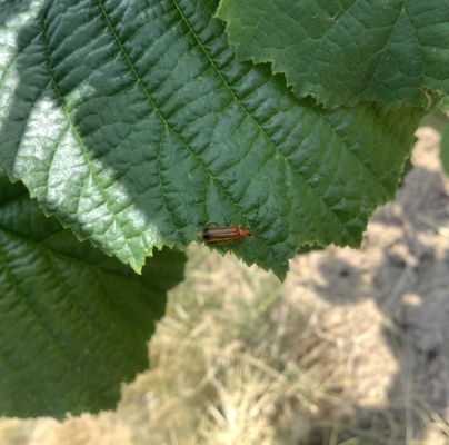 A - nie je v datab&aacute;ze