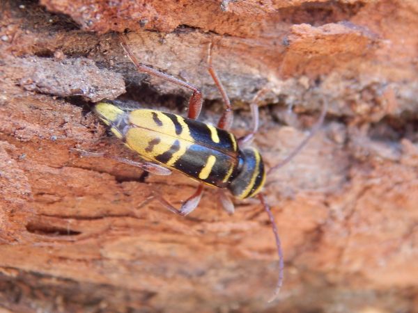 Long-horned beetle Plagionotus detritus