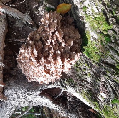 A - nie je v datab&aacute;ze