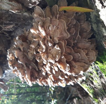 A - nie je v datab&aacute;ze