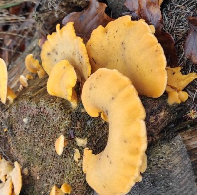 A - nie je v datab&aacute;ze