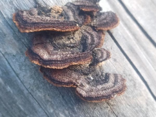 Yellow-red gill polypore