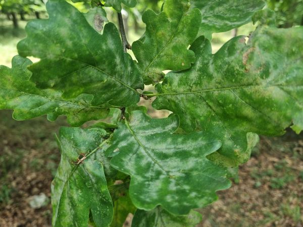 Oak powdery mildew