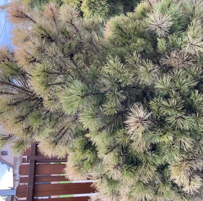 A - nejednoznačne určen&yacute;, nie sme si ist&iacute;