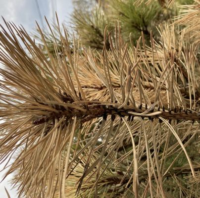 A - nejednoznačne určen&yacute;, nie sme si ist&iacute;