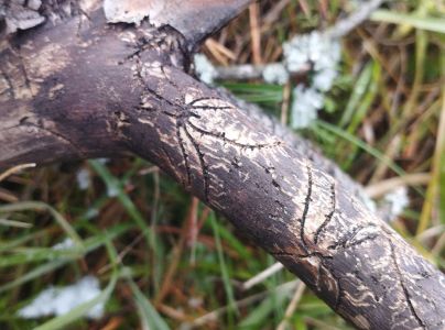 Lykožr&uacute;t dvojzub&yacute;