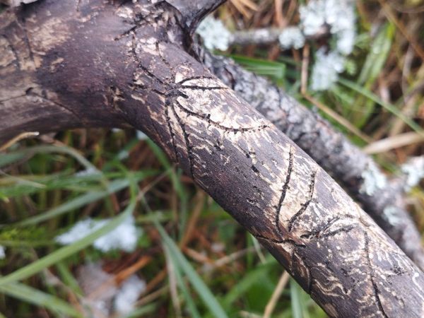 Two-toothed pine beetle