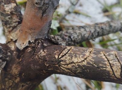 Lykožr&uacute;t dvojzub&yacute;