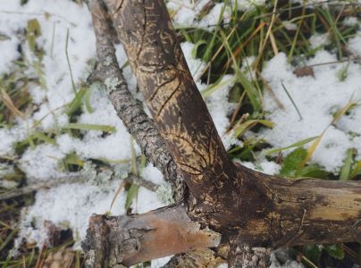 Lykožr&uacute;t dvojzub&yacute;