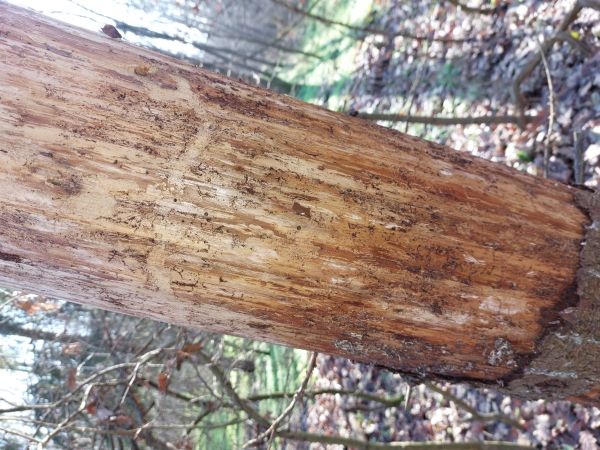 Small spruce bark beetle