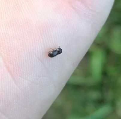 A - nejednoznačne určen&yacute;, nie sme si ist&iacute;