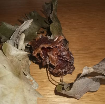 Andricus dentimitratus