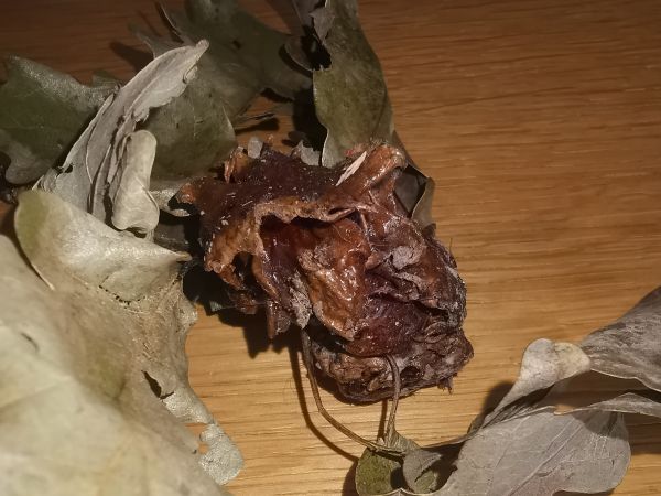 Gall wasp Andricus dentimitratus