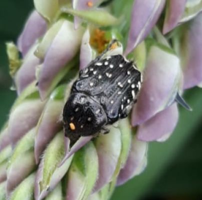 A - nie je v datab&aacute;ze