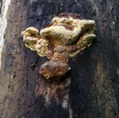 Gloeophyllum odoratum 