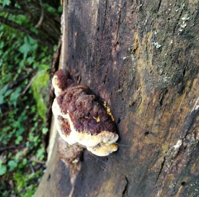 Gloeophyllum odoratum 