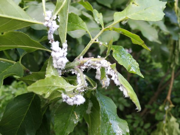 Aphid Prociphilus bumeliae 