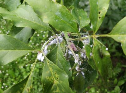 Dutin&aacute;rka orgov&aacute;nov&aacute;  