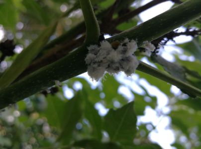 Dutin&aacute;rka orgov&aacute;nov&aacute;  