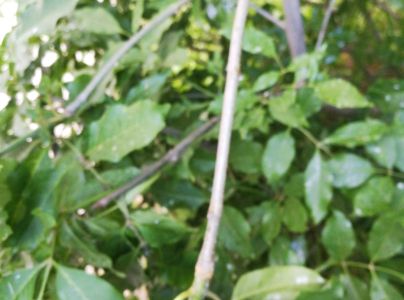 Dutin&aacute;rka orgov&aacute;nov&aacute;  